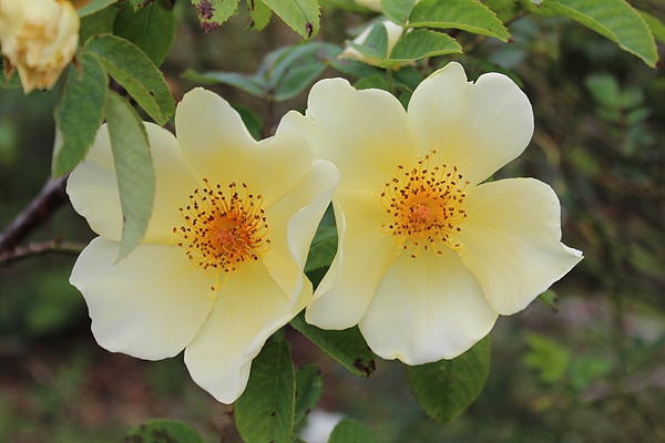Flower Photographs