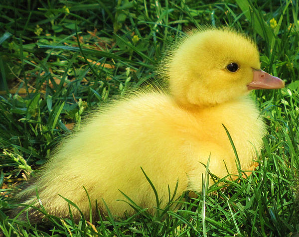 Fluffy Baby Duck by Leslie Kirk