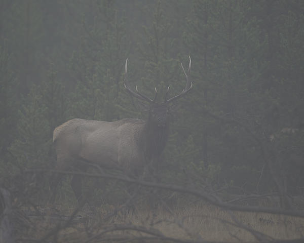 Bull Elk 6x6 Canvas Print / Canvas Art by Gary Langley - Fine Art America