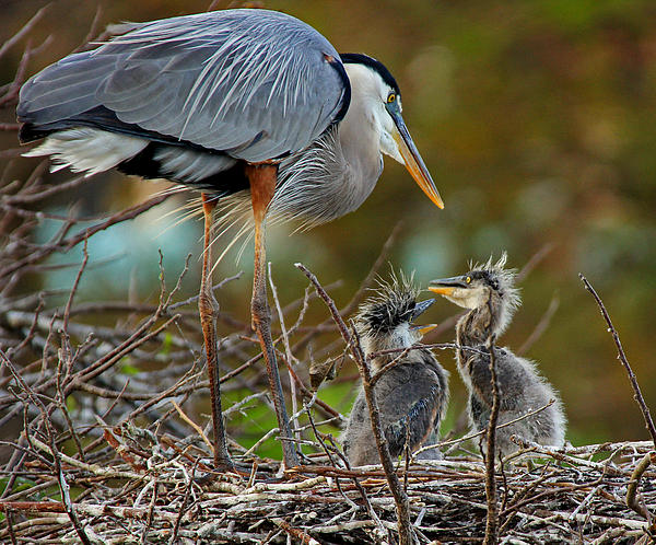 Great Blue Heron Chicks Print by Larry Nieland