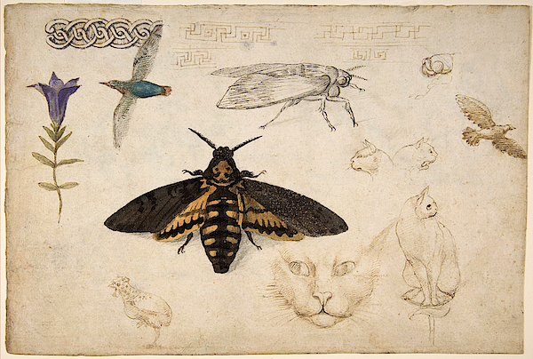 Gentian, Moth, Birds, Cats, C. 1535 Jigsaw Puzzle by Metropolitan Museum of  Art - Pixels Puzzles