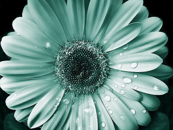 Raindrops Gerber Daisy Flower Teal Jigsaw Puzzle by Marie Pixels