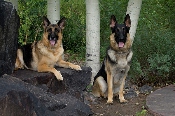 https://images.fineartamerica.com/images-medium-5/german-shepherd-dogs-in-front-of-aspens-animal-images.jpg