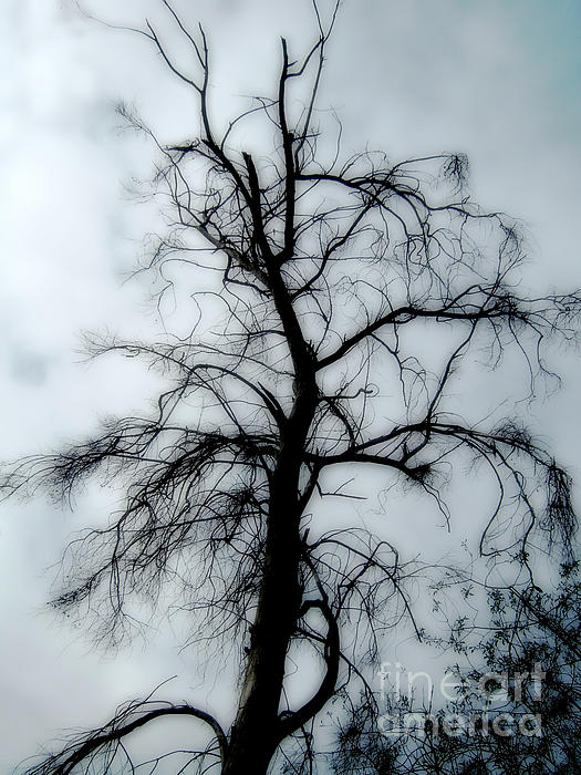 Peter Awax - Ghost Tree