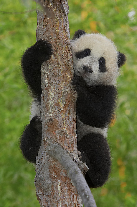 Giant Panda Cub In Tree iPhone 15 Pro Max Case