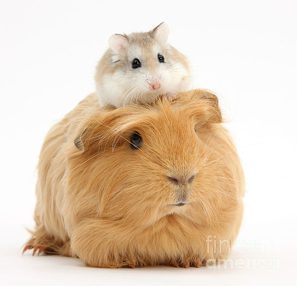 Guinea pig vs hamster clearance size