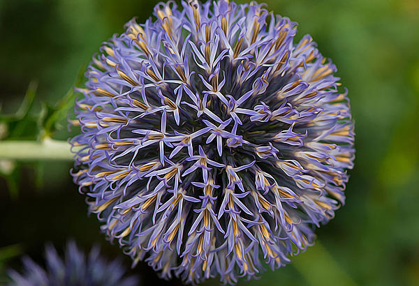 Flowers Still Life Photographs