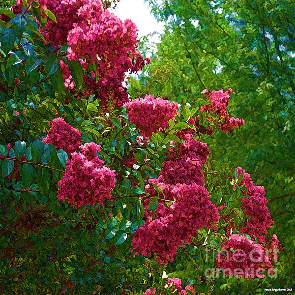 Luther Fine Art - Glorious Crepe Myrtle
