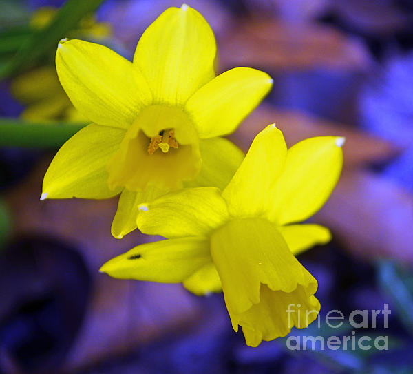 Luther Fine Art - Glowing Daffodils 