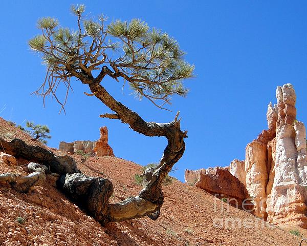 Barbie Corbett-Newmin - Gnarled Pine in Bryce Canyon Utah