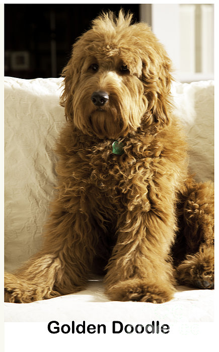 Golden Doodle Dog - Jigsaw Puzzle