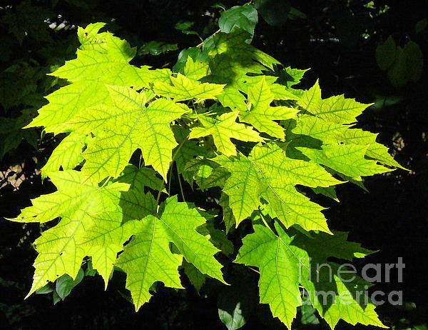 Lingfai Leung - Golden light on green maple leaves