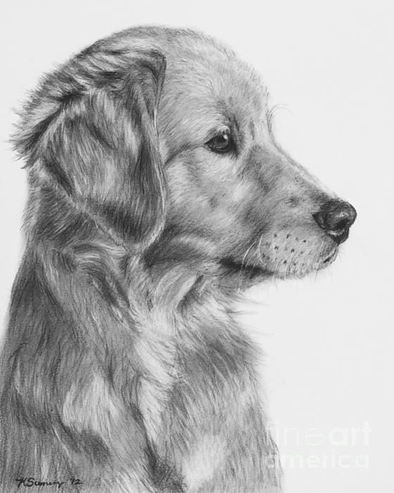 23+ Golden Retriever Puppy Drawing