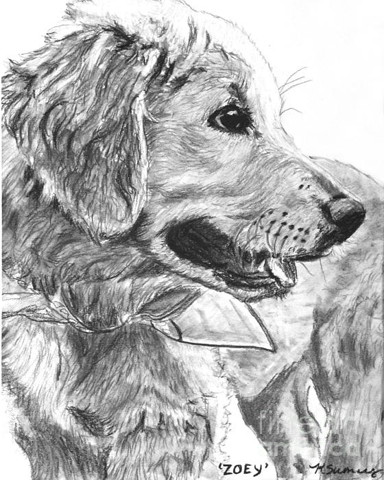 Golden Retriever Pups  Original Pencil Drawing by John Weiss