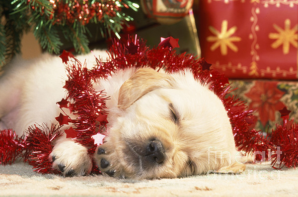 Dog Under Christmas Tree Buy Discounts