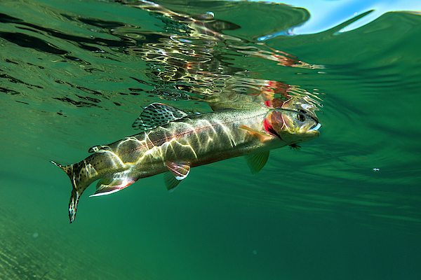 Golden Trout Underwater Tote Bag by Rick Saez - Pixels
