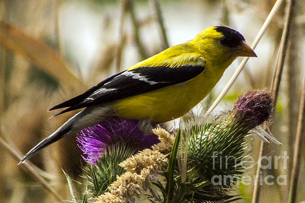 Darleen Stry - Goldfinch atop a Purple Thistle