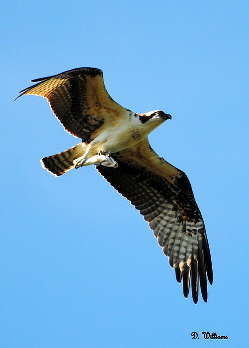 Osprey Art