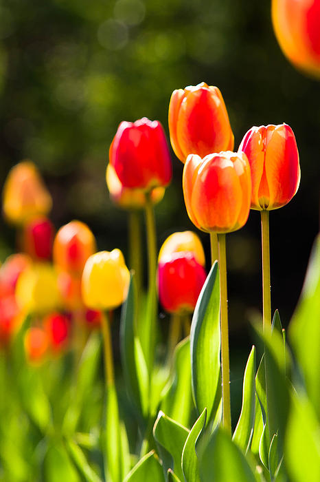 Spring Art