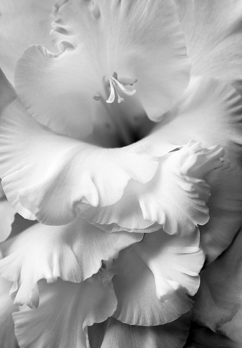 Jennie Marie Schell - Grandiose Gladiola Flower Monochrome 