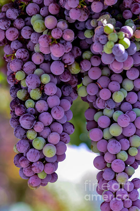 Grape Photographs