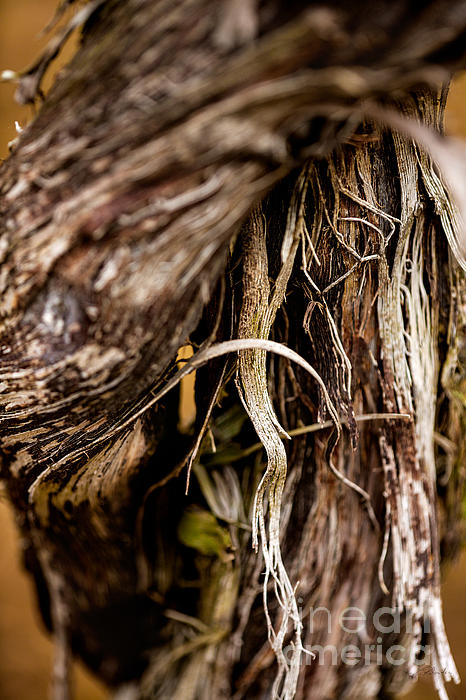 Fancy Glass Wine Airlock Photograph by Iris Richardson - Pixels