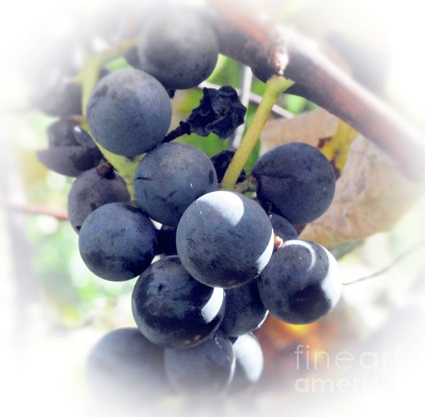 Kathleen Struckle - Grapes On The Vine