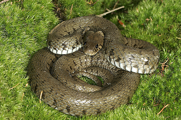 Grass Snake Playing Dead Jigsaw Puzzle by M. Watson - Pixels Puzzles