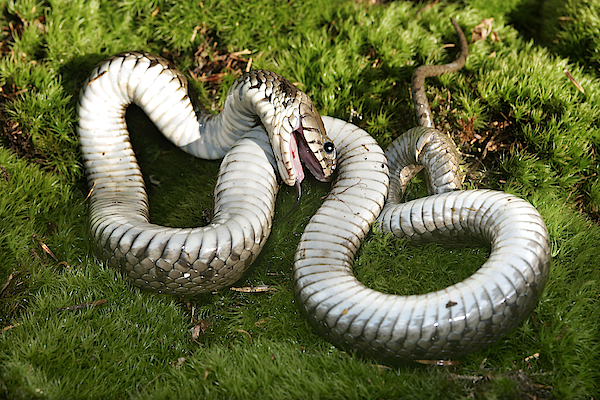 Hognose snake playing dead in a field