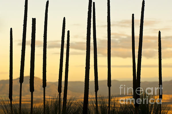 https://images.fineartamerica.com/images-medium-5/grass-tree-background-tim-hester.jpg