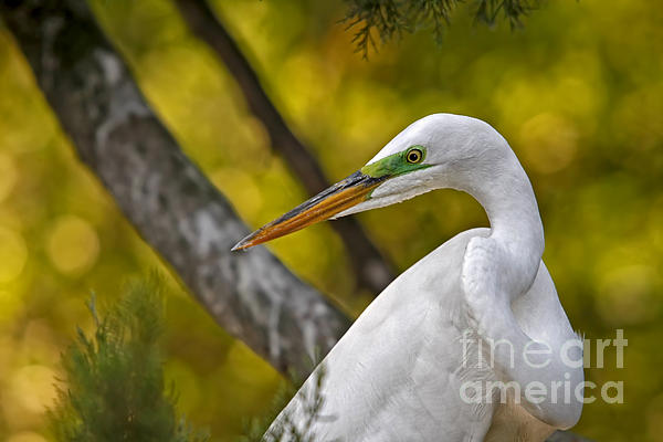Jerry Dalrymple - Great Egret - a day in the sun