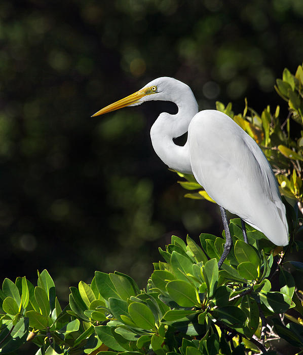 GORGEOUS GREAT EGRET FINE ART GREETING CARD 