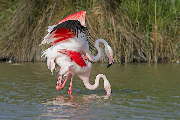 Replica - Flamingos 1000 Piece Puzzle