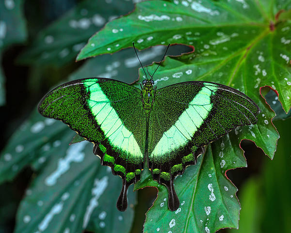 Green Emerald Butterfly by Cindy Archbell