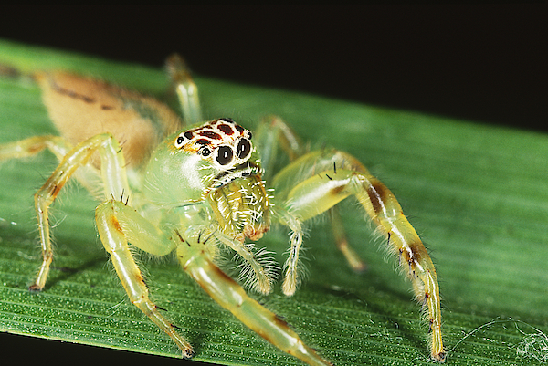 Green Jumping Spider: The Mopsus Mormon Care Guide!
