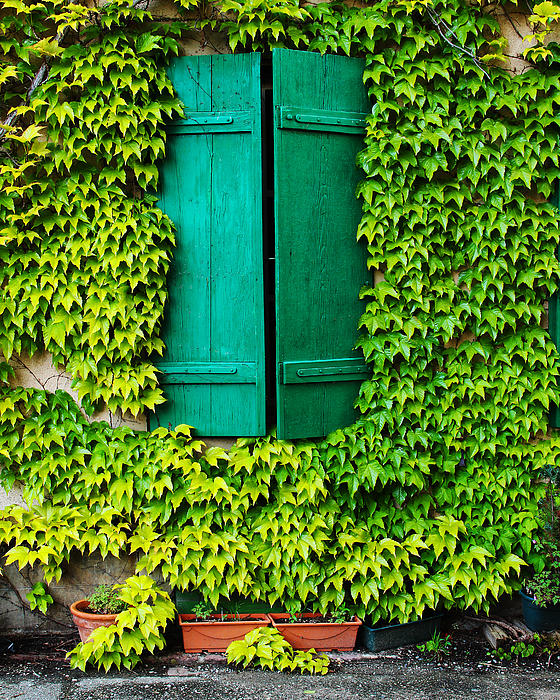 Green Shutters And Ivy In Riquewihr France Print by Greg Matchick