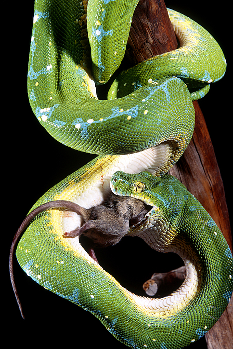Green Tree Python Tote Bag by F. Stuart Westmorland - Fine Art America