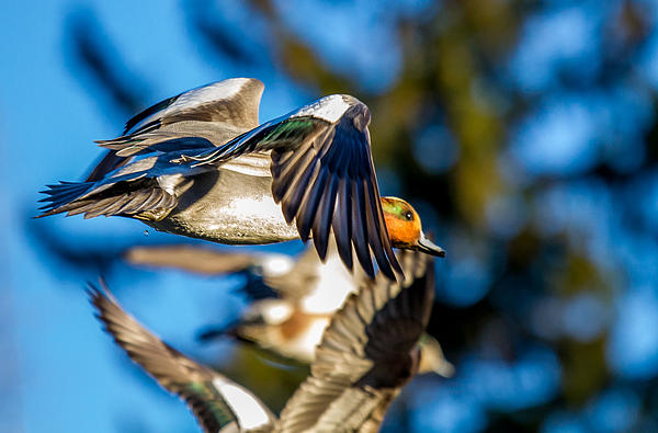 Bird Art