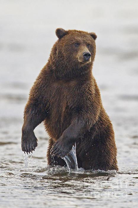 Grizzly Bear Standing In Water While Fishing Coffee Mug by Jason O Watson -  Pixels