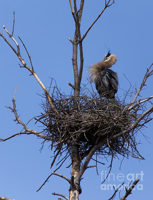 Mary Lou Chmura - Guarding the Nest