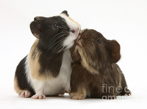 Guinea Pigs Kissing Fleece Blanket by Mark Taylor - Pixels