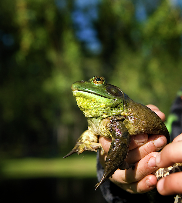 https://images.fineartamerica.com/images-medium-5/hands-holding-a-bull-frog-maine-new-peter-dennen.jpg