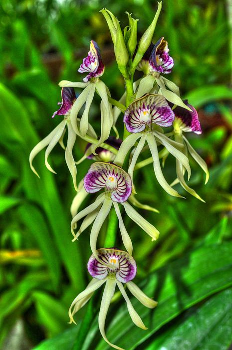 Linda Covino - Hanging orchids