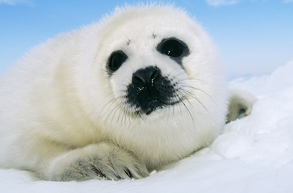 cute harp seals pups