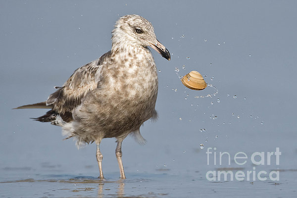 Jerry Fornarotto - Herring Gull tossing Clam