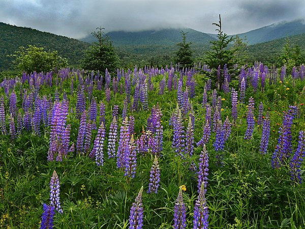 Nancy Griswold - Hills of Lupine in Crawford Notch