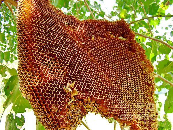 Honey Bee Hive by Irfan Gillani