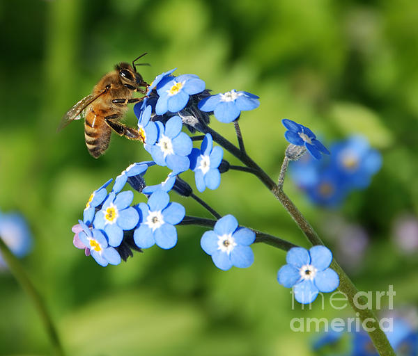 Marv Vandehey - Honey Bee on Forget-Me-Not Flowers