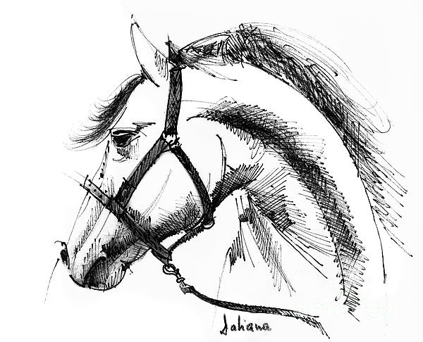 Realistic Horse Drawings