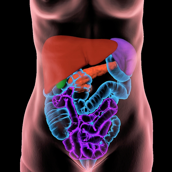 https://images.fineartamerica.com/images-medium-5/human-abdominal-organs-k-h-fungscience-photo-library.jpg
